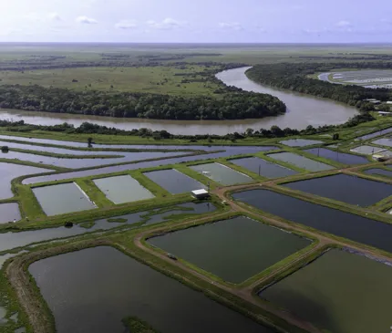 Expansion work commences at barramundi farm Humpty Doo Barramundi Aerial View Of The Ponds Next To A River And Flat Landscape on Expansion work commences at NAIF-backed barramundi farm