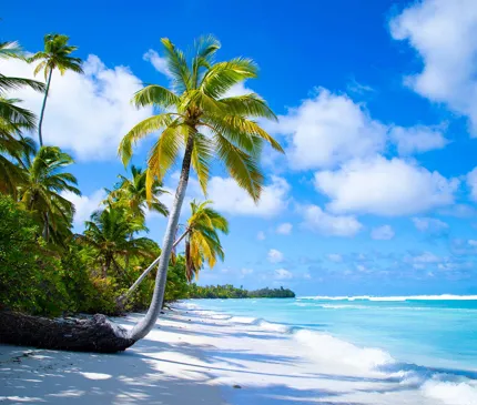 white sand beach and clear blue ocean waters with palm tree extending out