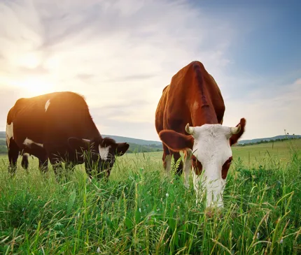 NAIF funds flowing for construction of Central Queensland beef facilities